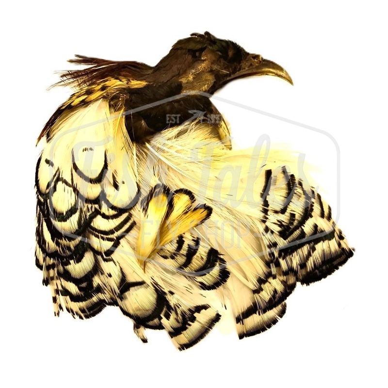 H&H Lady Amherst Pheasant Crest and Neck