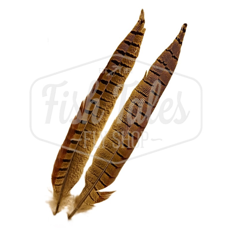 Wapsi Ringneck Tail Feathers – Short