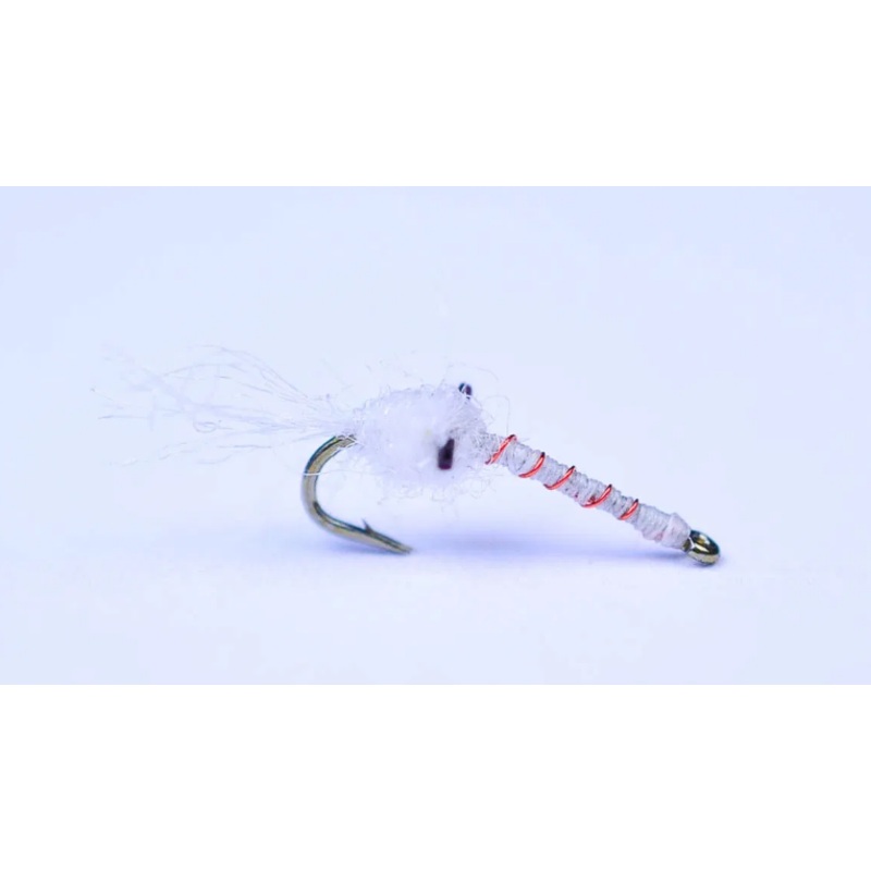 Candy Cane Mysis Shrimp|18|20