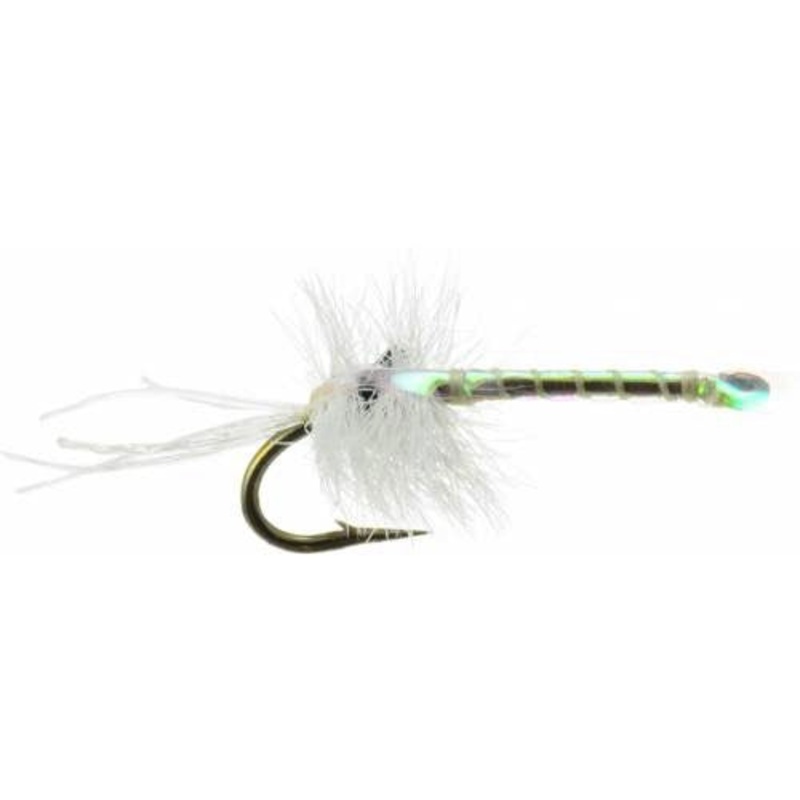 Mayer’s Mysis Shrimp|18|20|16