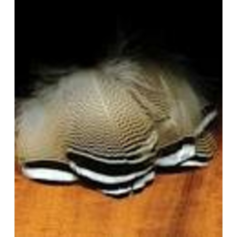 Wood Duck Black and White Flank