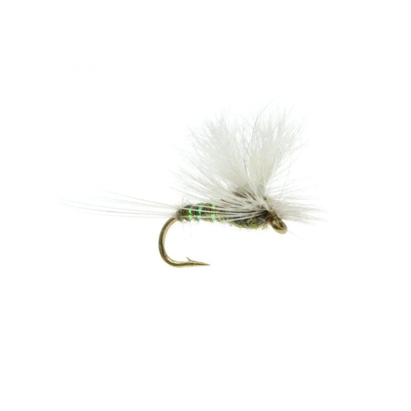 ParaWulff – BWO – Size 18|Size 18