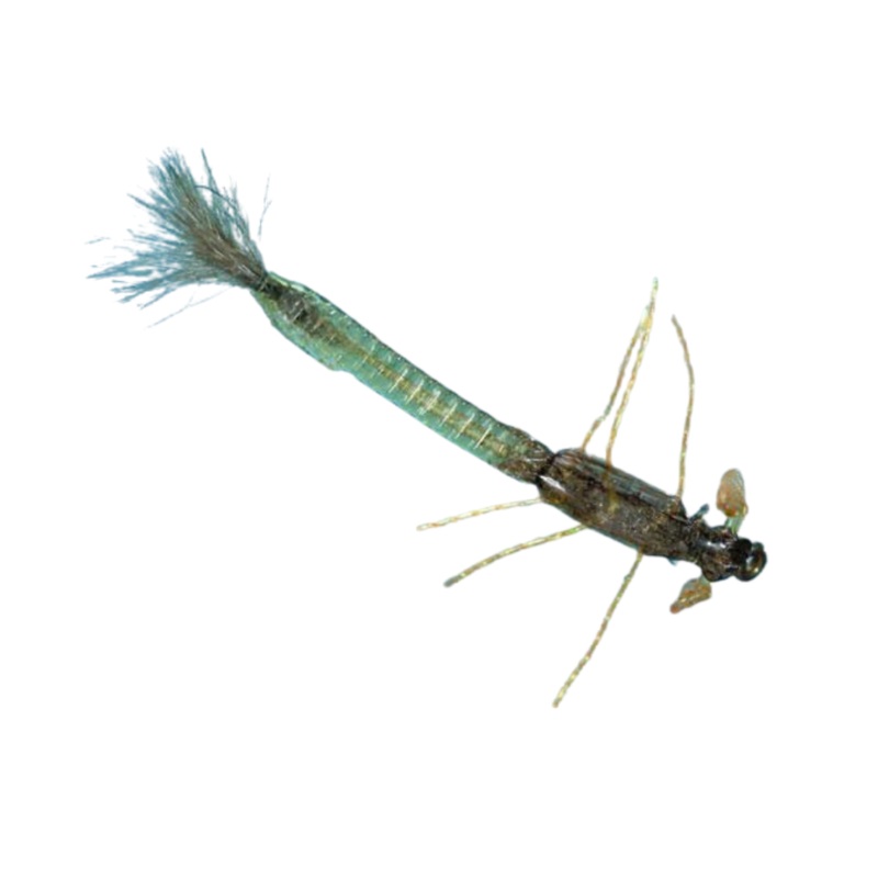 Ultra Damsel – Olive – Size 14