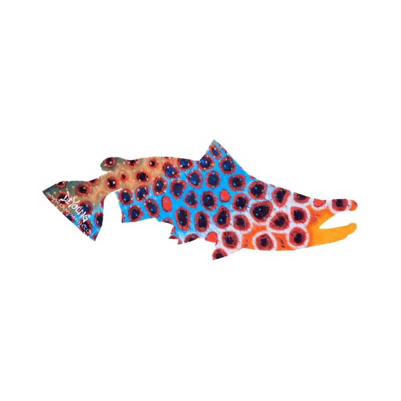DeYoung Brown Trout Flank – Blue Cutout Decal 8 Wide