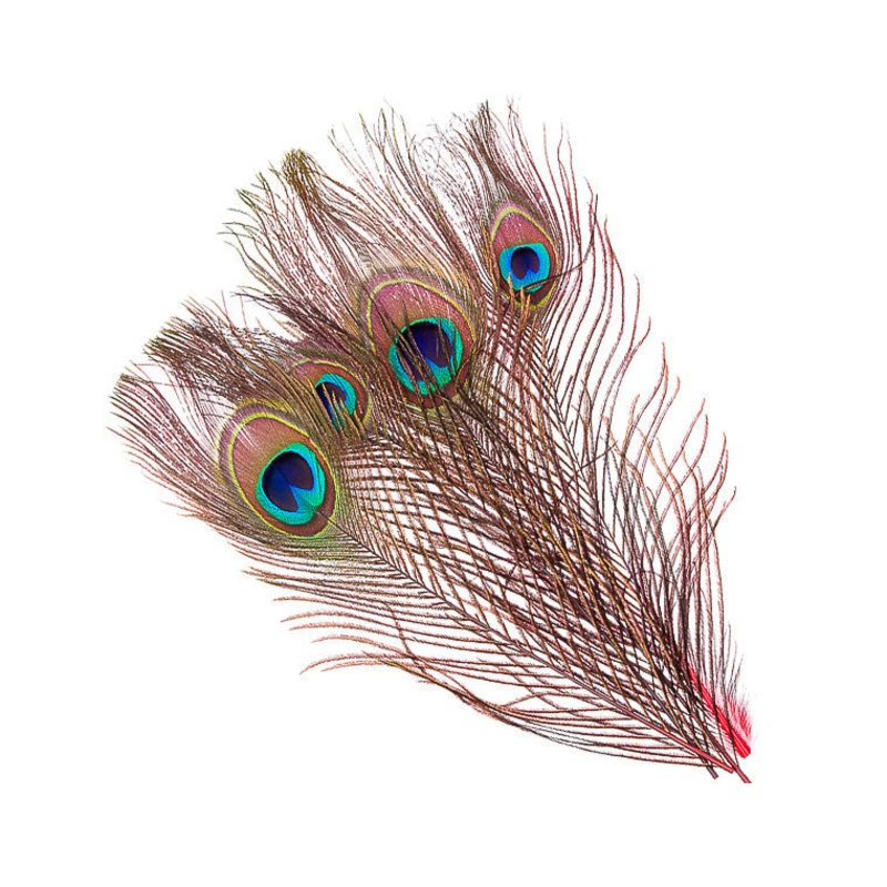 Dyed Peacock Eyes|Red|Bright Green|Orange|Purple