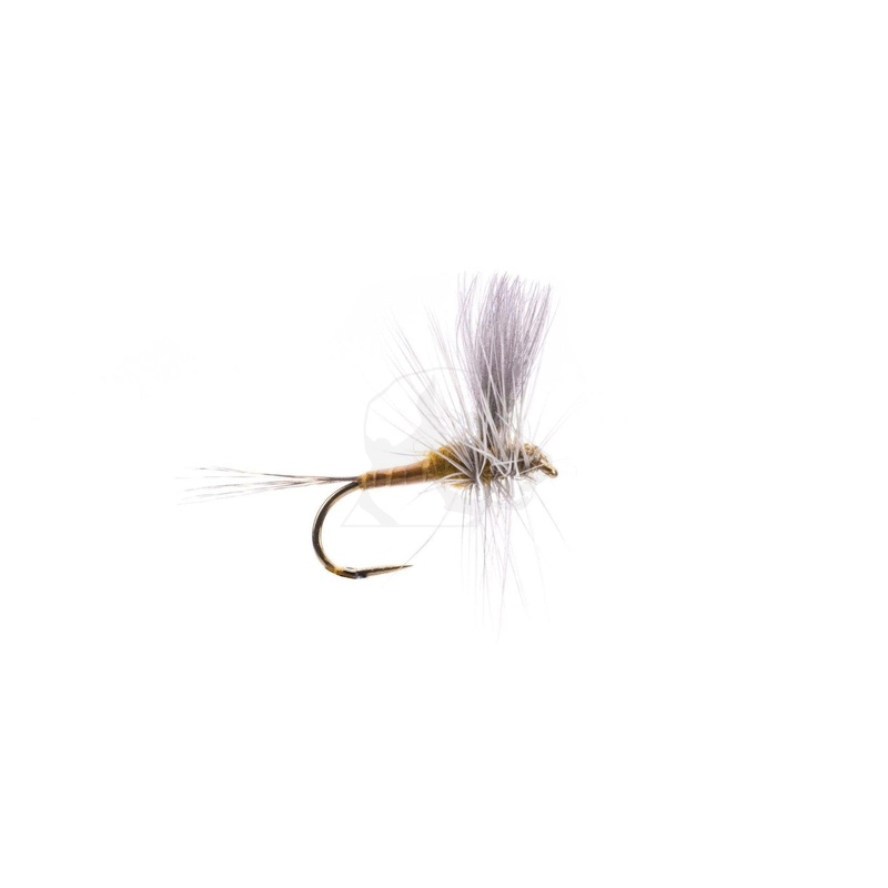 Flavilinea CDC Thorax – Size 14