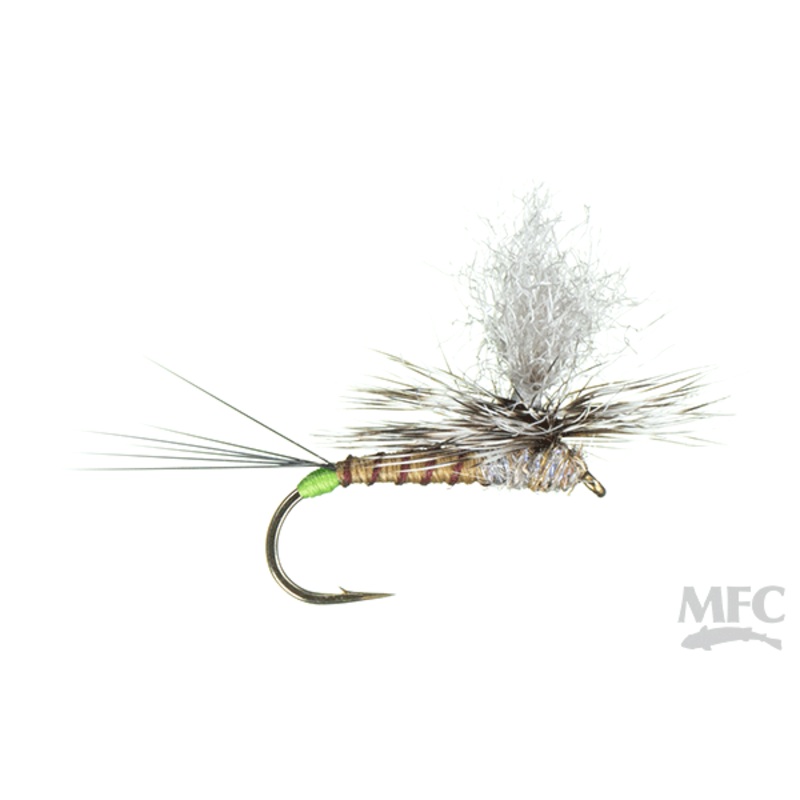 Hot Spot Para-Wulff – Hecuba – Size 12