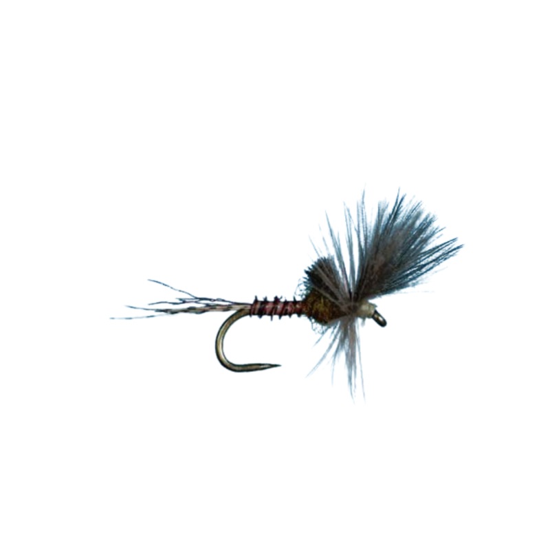 Last Chance Cripple – BWO|Size 18|Size 20