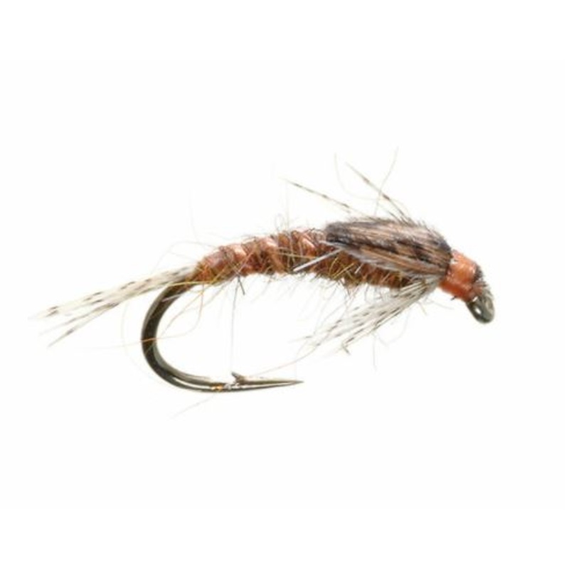 Hunchback Infrequens|16|18