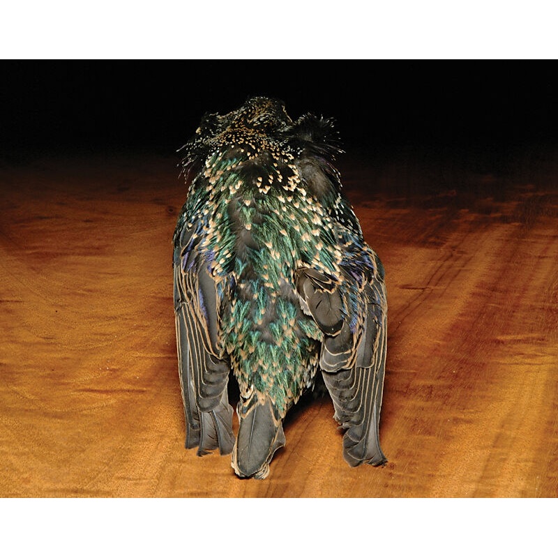 Hareline Starling Skin