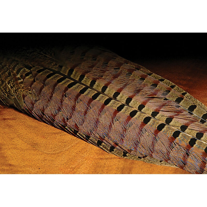 Ringneck Pheasant Complete Tail Clump