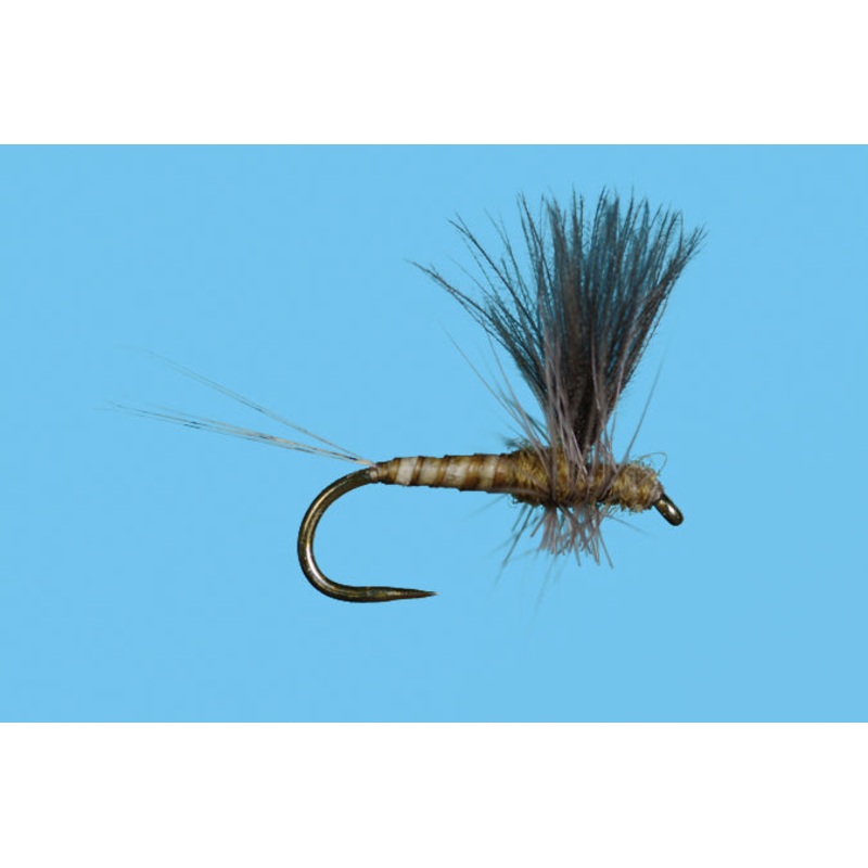 Harrop’s CDC Thorax – Flavilinea