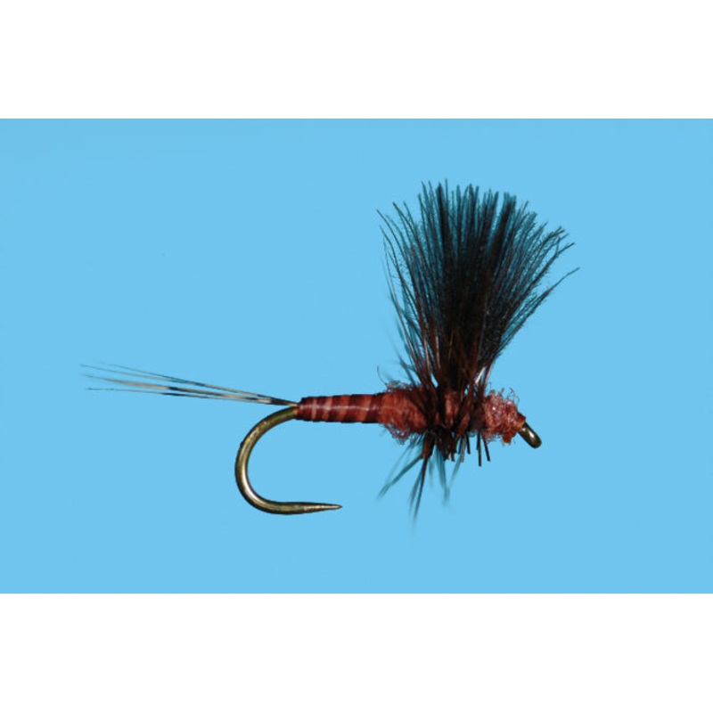 Harrop’s CDC Thorax – Mahogany