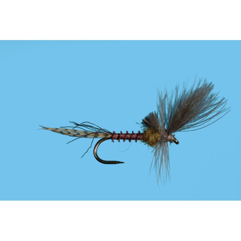 Harrop’s Last Chance Cripple – Flavilinea