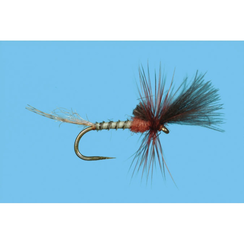 Harrop’s Last Chance Cripple – Mahogany