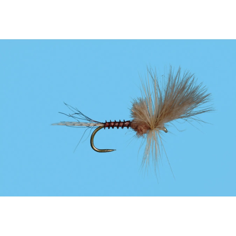 Harrop’s Last Chance Cripple – Pink Albert