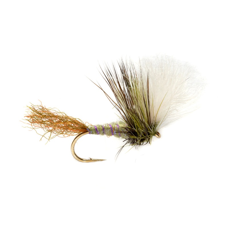 Keegan’s Kripple|10|12