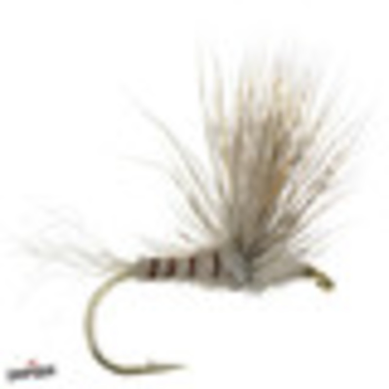 Sparkle Dun – Gray Drake|12