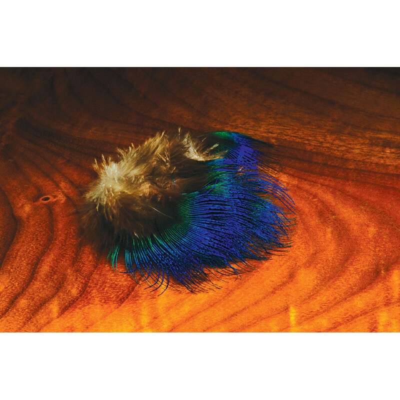 Blue Peacock Feathers